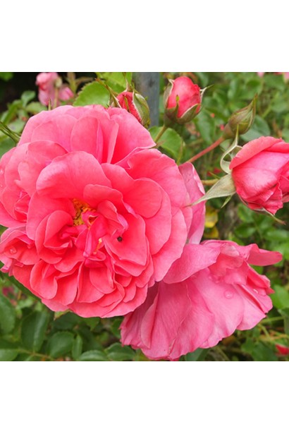 Rose Climbing Rosarium Jutersen (silver-pink) SHTAMB